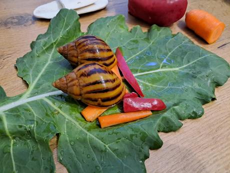Achatina achatina nigeria  albinobody, 