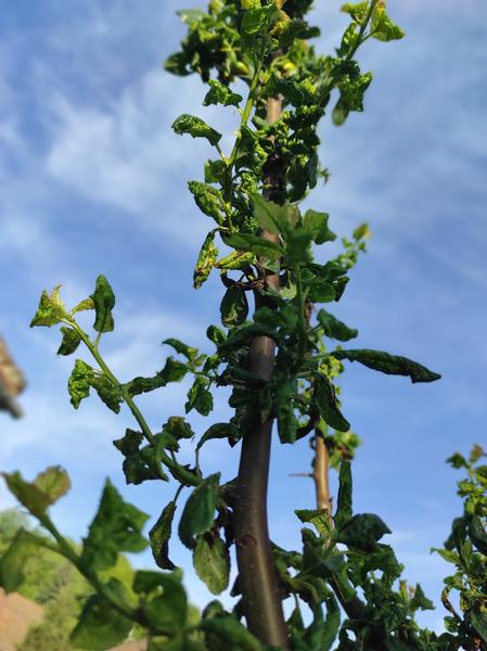 Aký prírodný postrek na takéto listy u slivky?