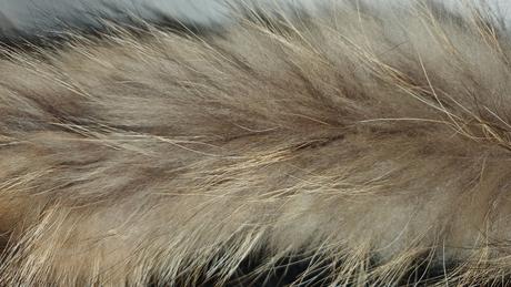 Roberto cavalli, zimna bunda, 152