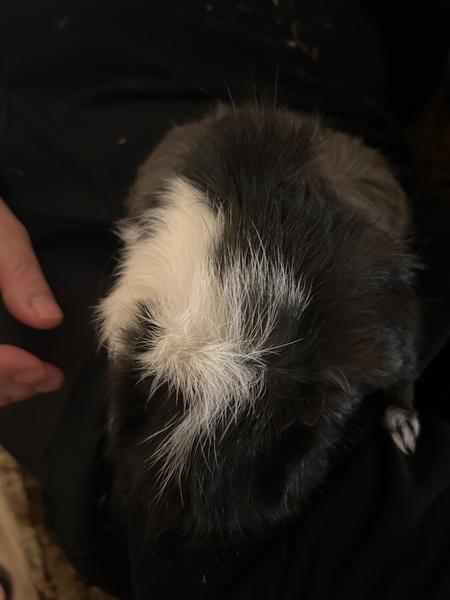 Je moje morské prasiatko len obézne alebo choré?