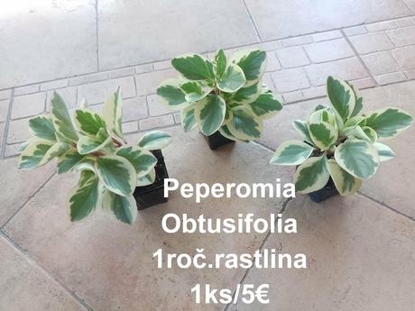 Izbové kvetinky,