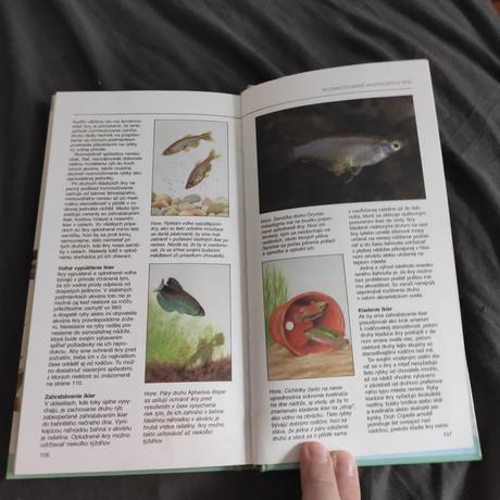 Ryby v spoločnom akváriu, 