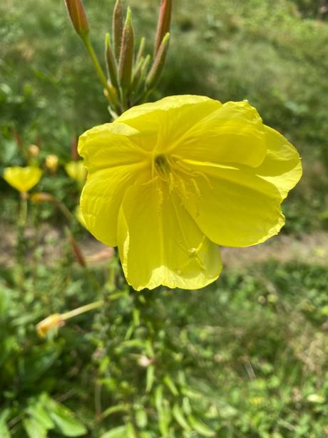 Pupalka veľkoplodá -oenothera macrocarpa - semená,
