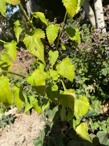 Agastache feniklové aromatické,