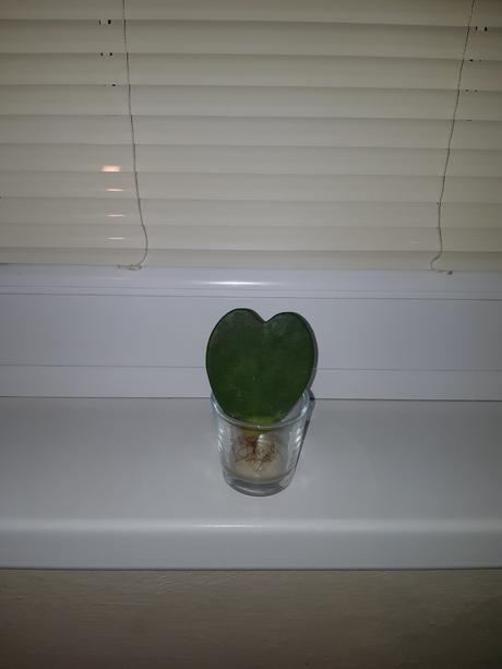 Hoya kerrii sukulent srdce 3,5 - 2.90, 