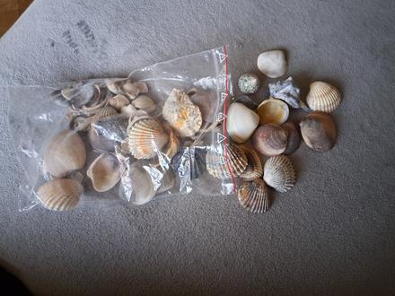 Mušle cena spolu za všetko dekorácia, 