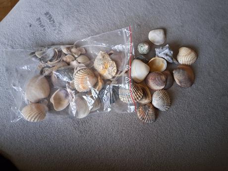 Mušle cena spolu za všetko dekorácia, 