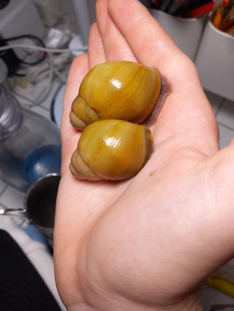 Archachatina icterica len spolu, 