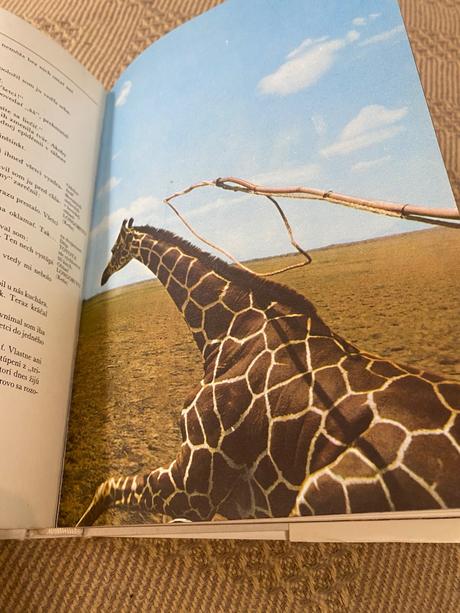 Krásna kniha o afrike safari pod kilimandžárom,