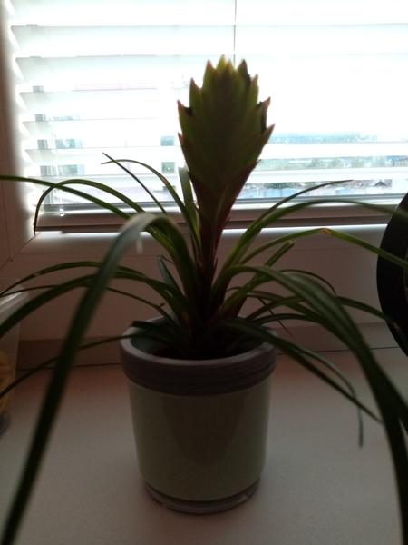 Aký je toto kvet a ako bude rásť?