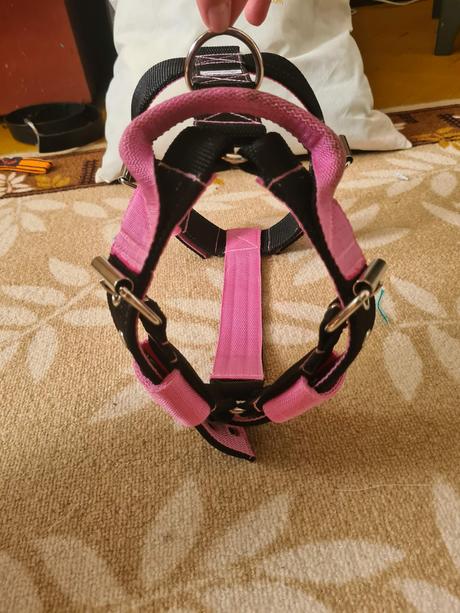 Postroj pre silné bull plemená, 