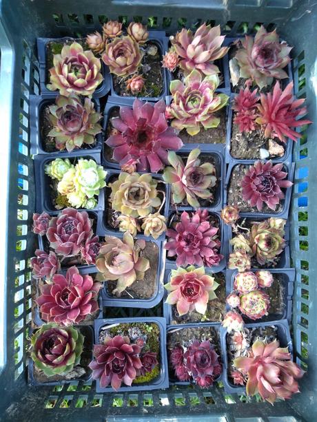 Ružové skalné ruže,