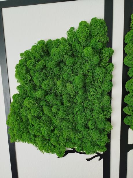 Stabilizovaný mach /lišajník 250g, 