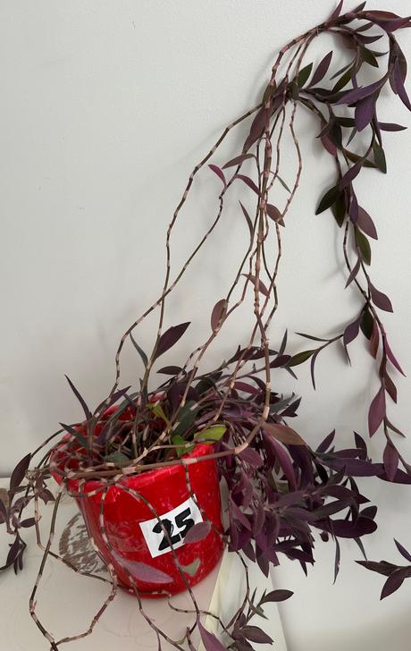 Izbová rastlina tradescantia č.25 za 10eur,
