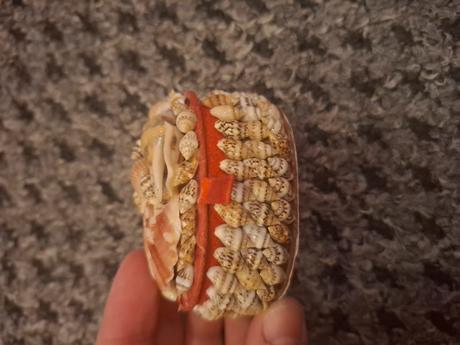 Malá šperkovnica s mušľami, 