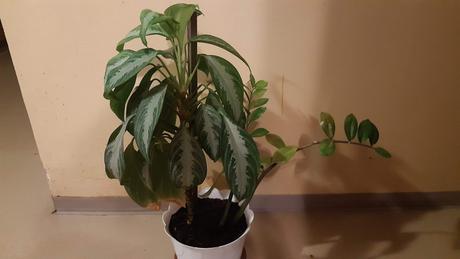 Predám kvet v bielom črepniku., 