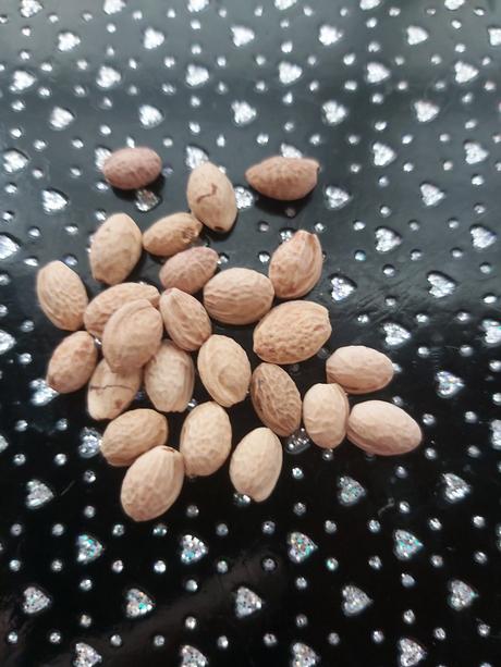 Semená  stromu sakura, 