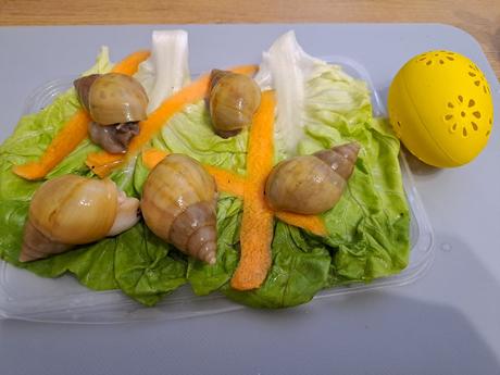 Africký slimáčikovia  mix, 