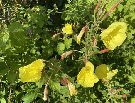 Pupalka veľkoplodá -oenothera macrocarpa - semená,