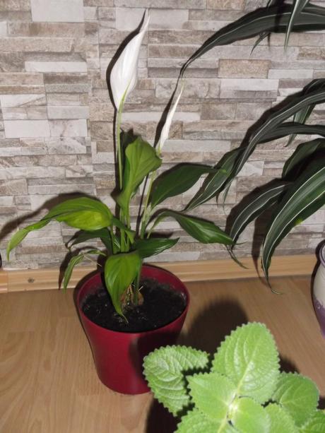 Dracena, rýmovník, lopatkovec, 