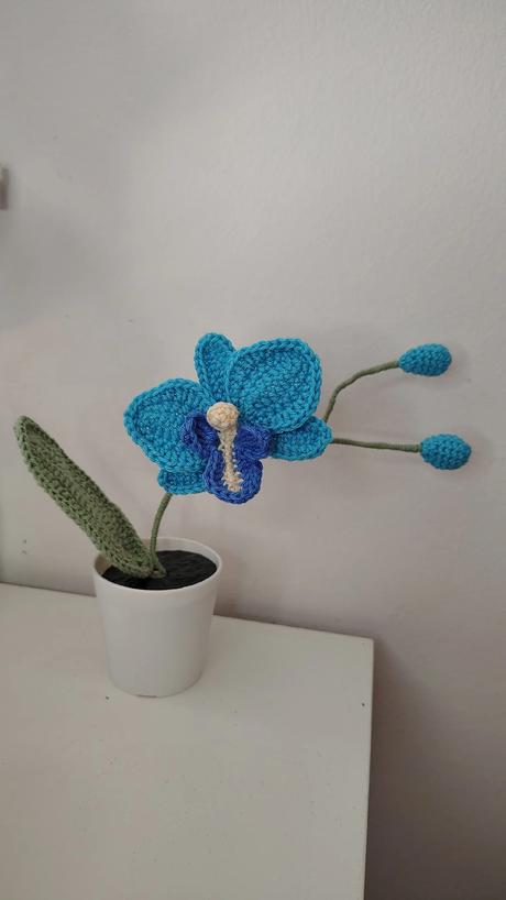 Háčkovaná orchidea, 