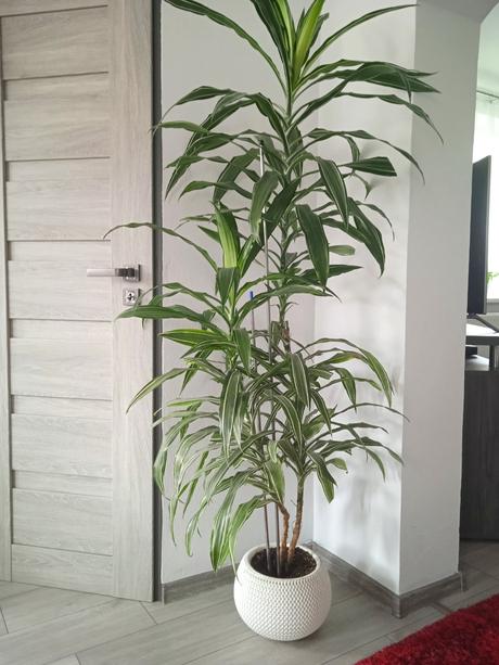 Dracena, 