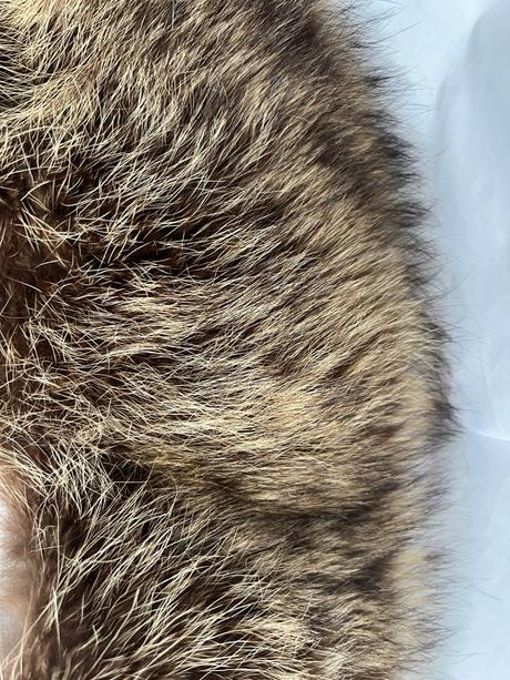 Golier na kabat liska,