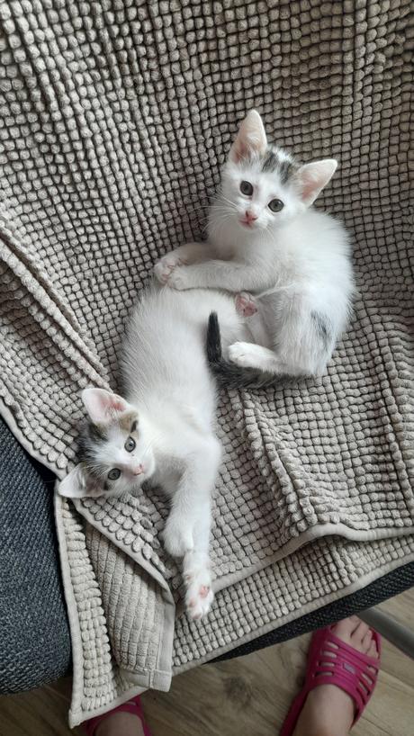 Mačiatka dve sestry,