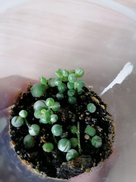 Izbové rastliny / kvety, 