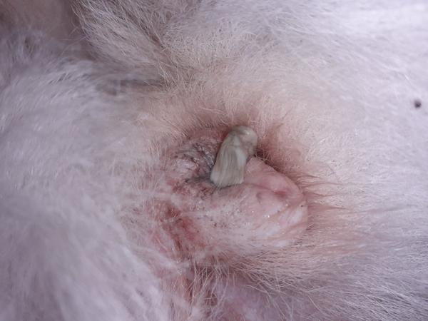 Fenke niečo vychádza z pošvy