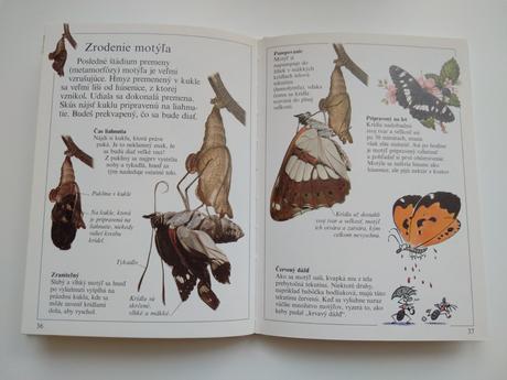 Motýle, 