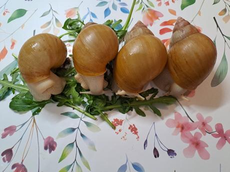 Africký slimáci lissachatina fulica hamillei, 