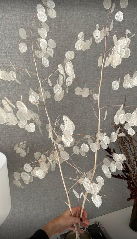 Susena kytica lunaria 1m,