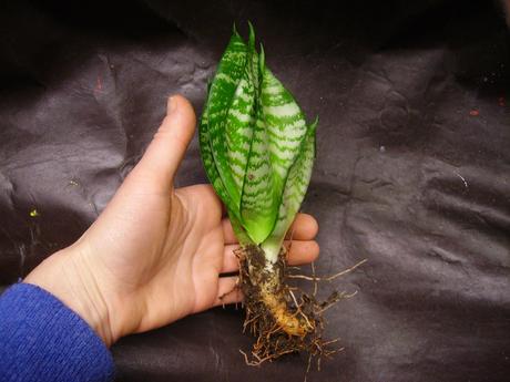 Sansevieria hahnii - svokrin jazyk malý ružicový,