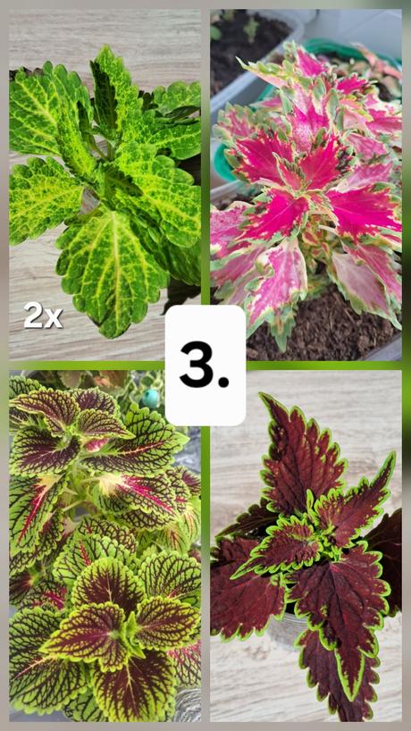 Okrasná žíhľava (5ks) koleus, 