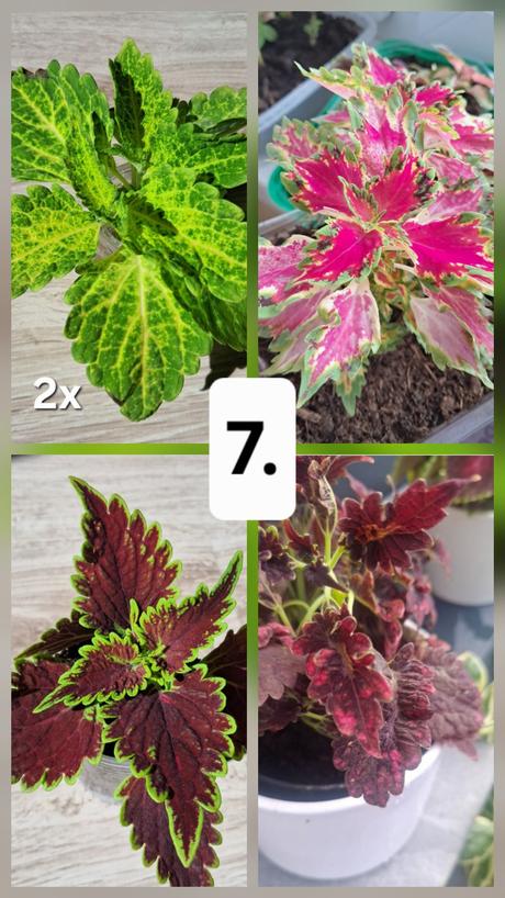 Okrasná žíhľava (5ks) koleus, 