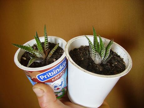 Haworthia fasciata alba - mládniky, 