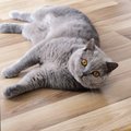 slug