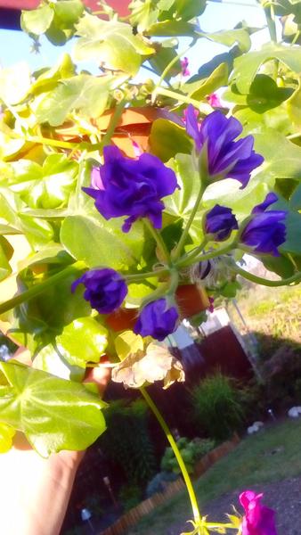 Pelargónie - ľudovo muškáty