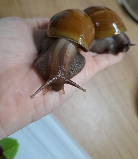 Africký slimák lissachatina fulica caramel, 