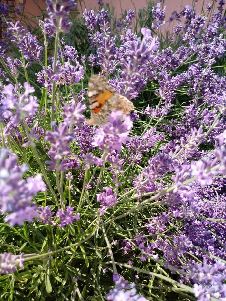 Levanduľove vrecúško, 