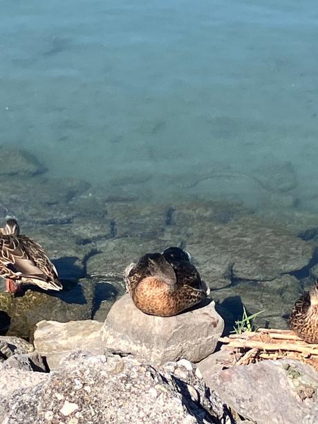 Dievčenské šaty h&m (74), h&m,74