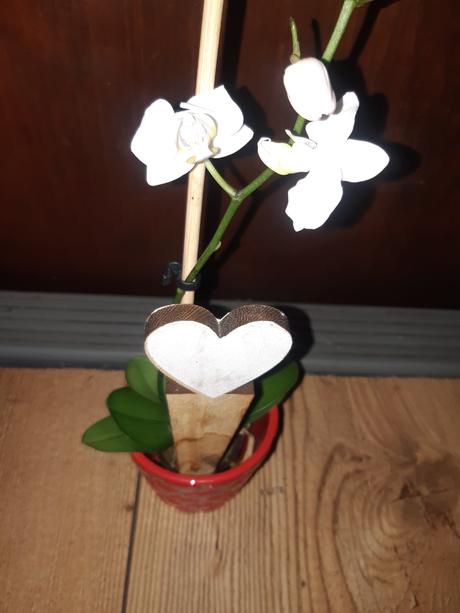 Mini orchidea, 