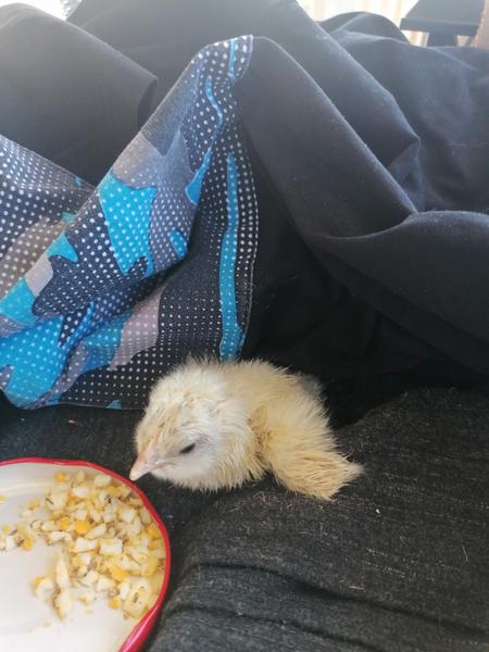 Ako zachrániť vyliahnuté kuriatko?