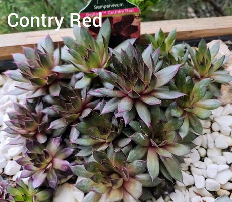 Sempervivum - skalná ruža, 