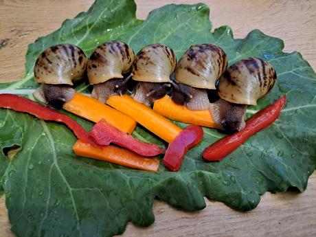 Africký slimáky  lissachatina reticulata klasik, 