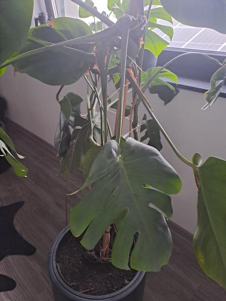 Monstera izbový kvet, 