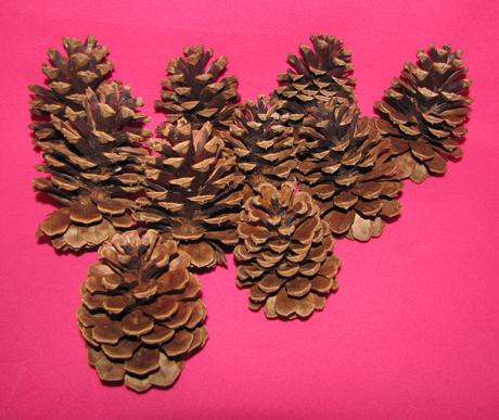 Borovicové šišky, 