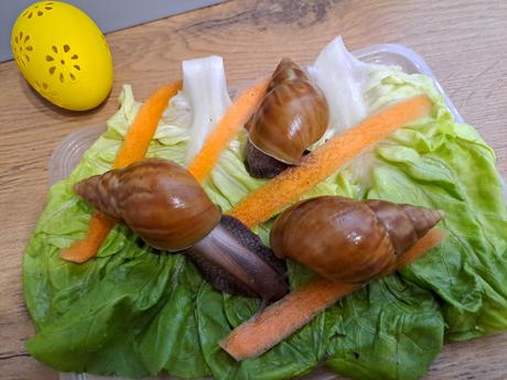 Africký slimáci lissachatina fulica caramel,