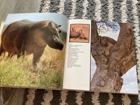 Lev nie je kráľom zvierat-prvé vyd.1981, 